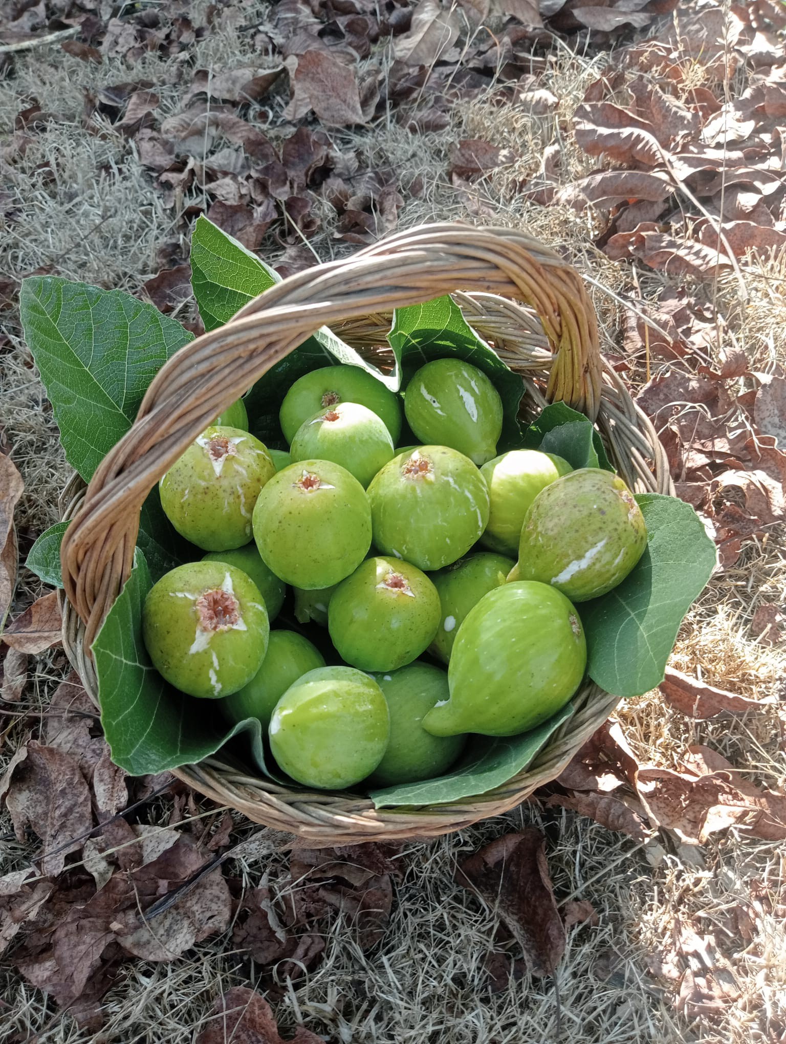 Venda de Produtos Locais