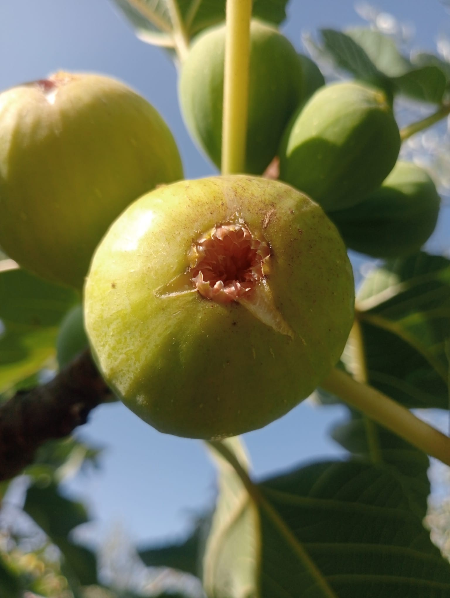 Venda de Produtos Locais
